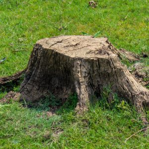 Old tree stump in yard